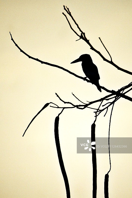 生命的树枝图片素材