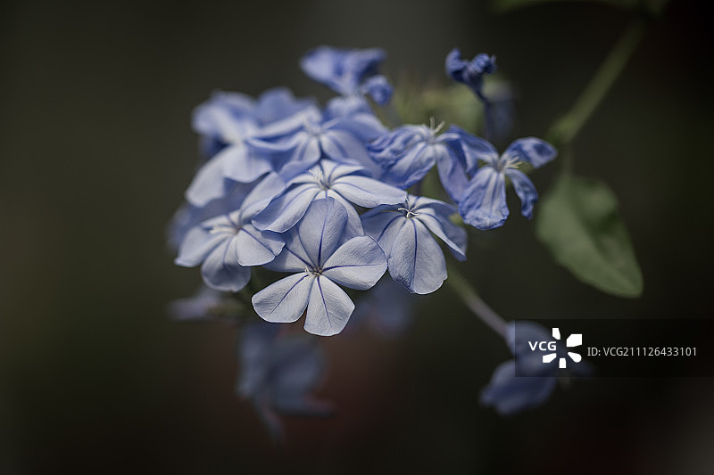 蓝雪花图片素材