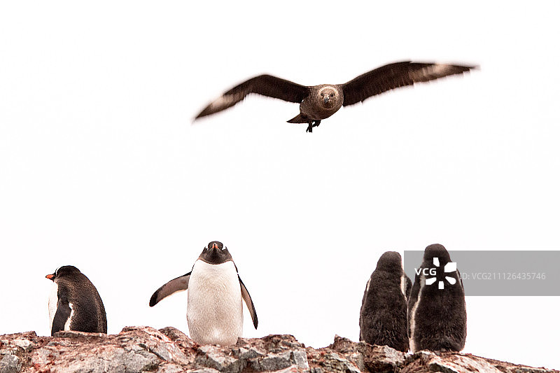 棕色贼鸥捕食图片素材