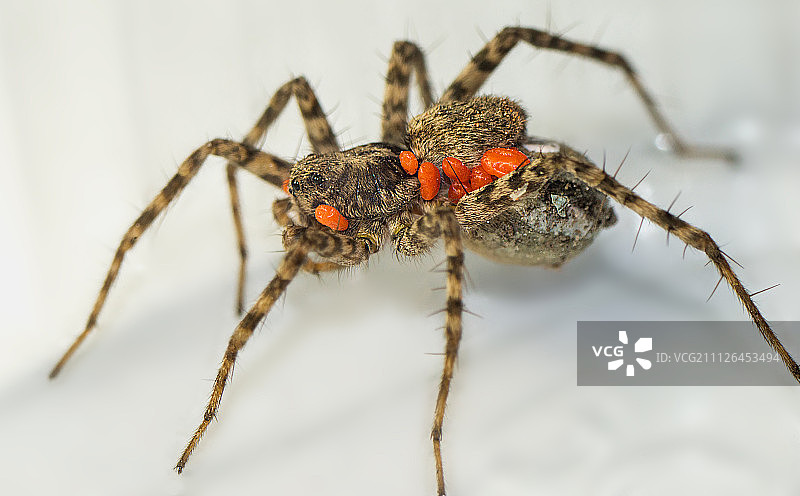 蜘蛛上的恙螨图片素材