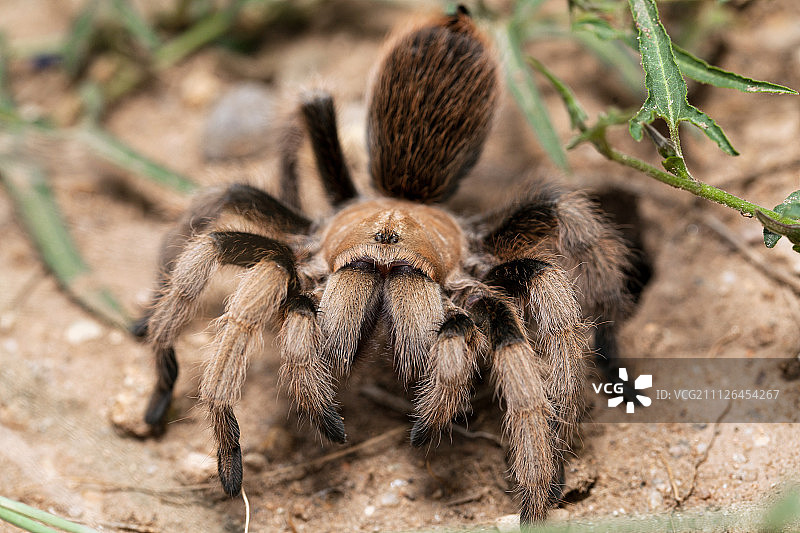 沙漠金色蜘蛛正面照图片素材