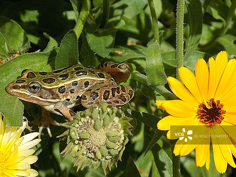 豹蛙和雏菊图片素材