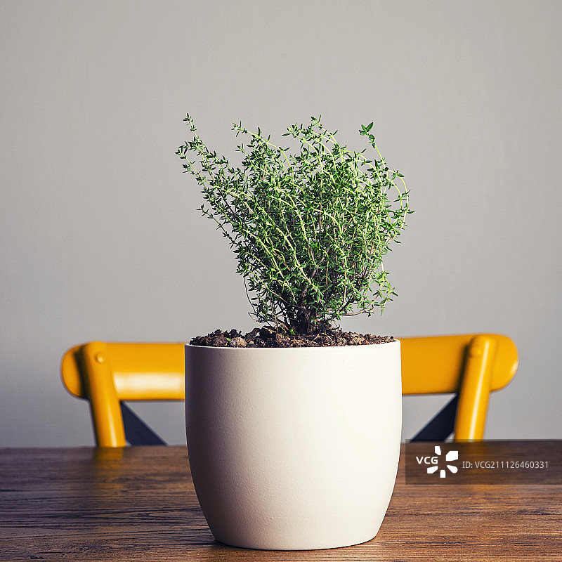 厨房木桌上的盆栽新鲜百里香图片素材