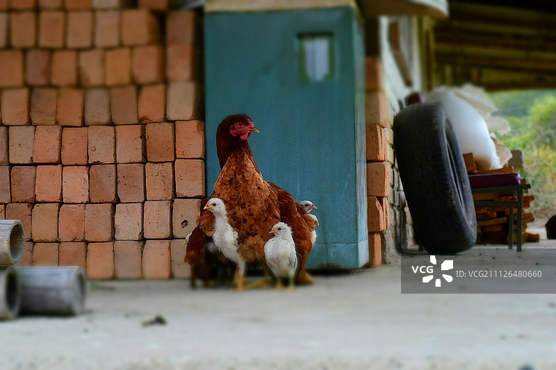 安巴洛图片素材