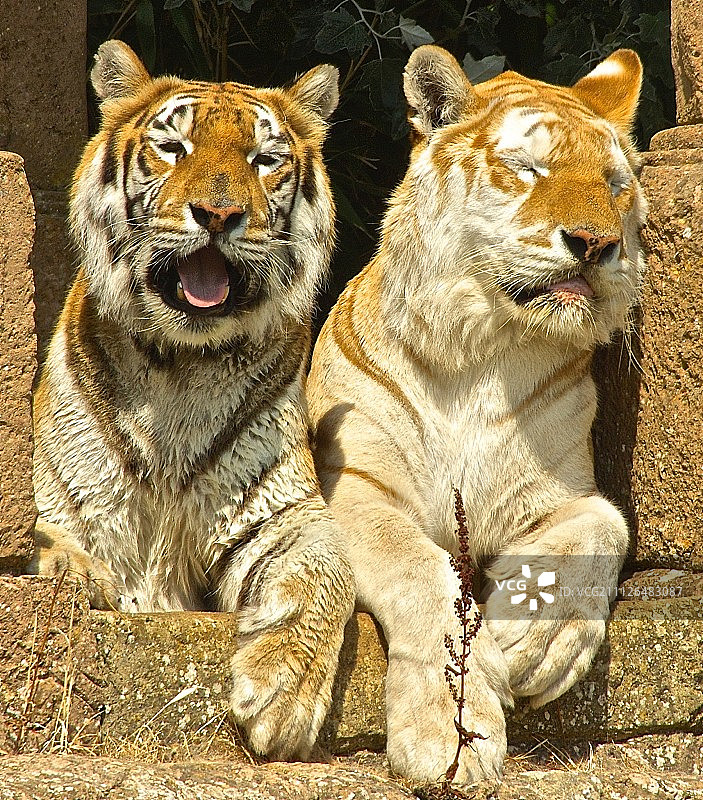 兄妹休闲图片素材