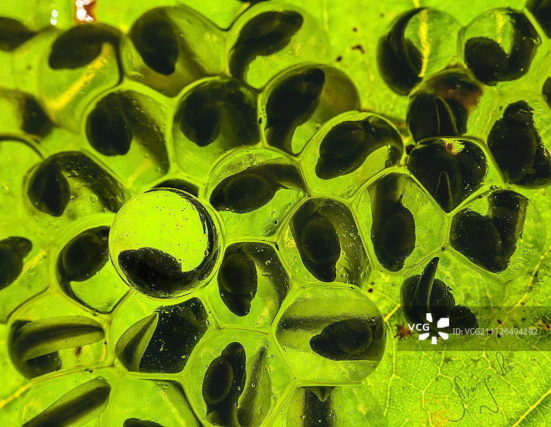 青蛙卵图片素材