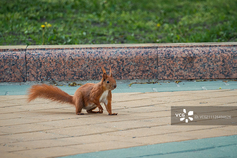 布列斯特，白俄罗斯图片素材