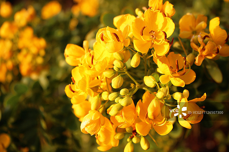 澳大利亚马鲁奇多尔河北岸花卉图片素材