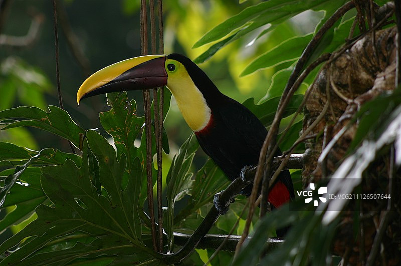 鸟栖息在树上的特写镜头图片素材