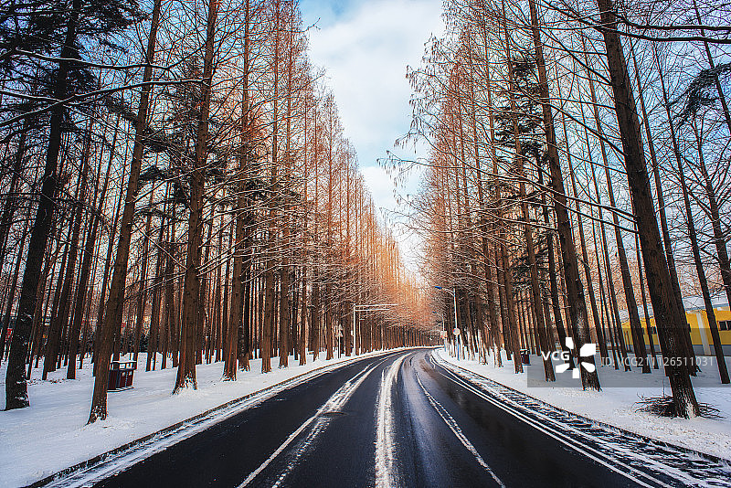 森林公路图片素材