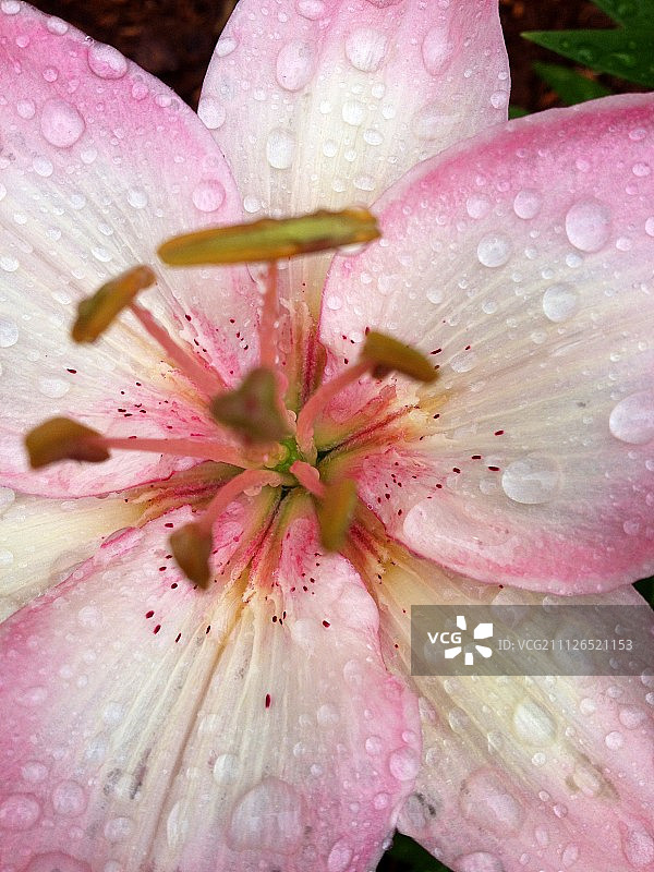 天堂之泪的原始自然母亲图片素材