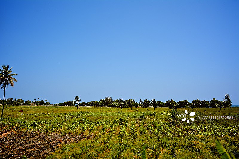 晴朗蓝天下农田的风景图片素材