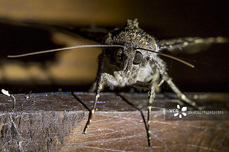 桉树蚕蛾图片素材
