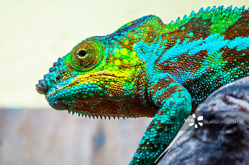 摄影：EVEREST Jean-William图片素材