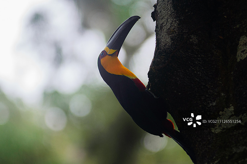 沟嘴巨嘴鸟图片素材