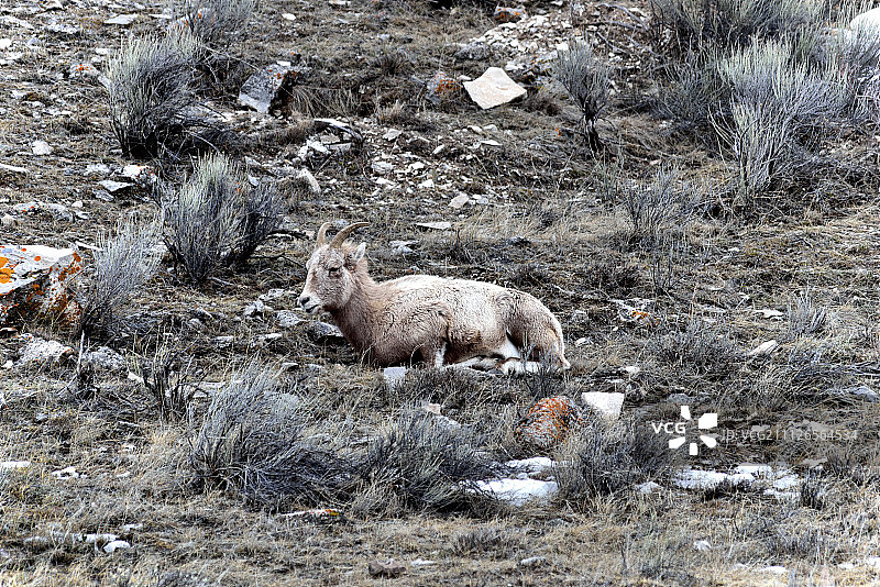 国家麋鹿保护区里的一只小野羊图片素材