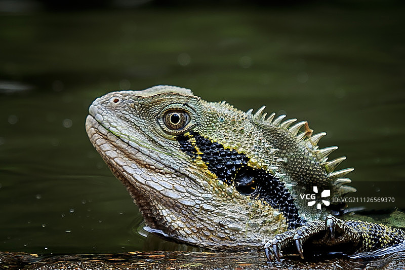 来自深海的怪物#500pxGPW15 BNE图片素材