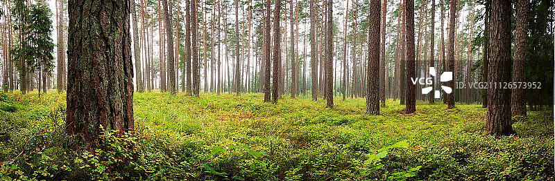 拉赫马国家公园森林全景图片素材