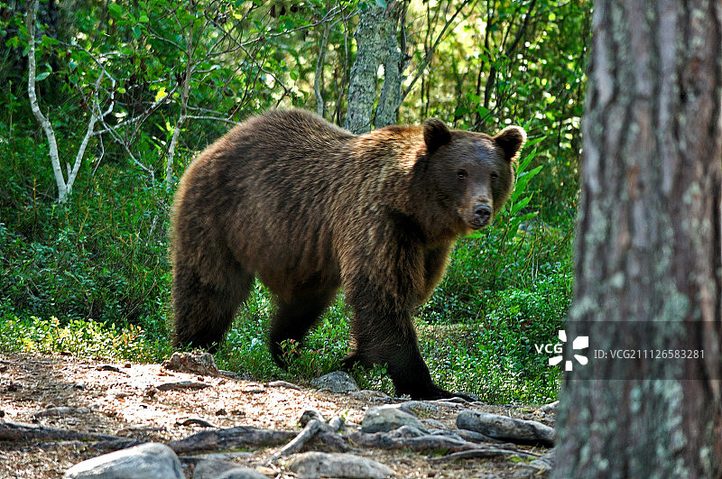 俄罗斯基洛夫斯克图片素材
