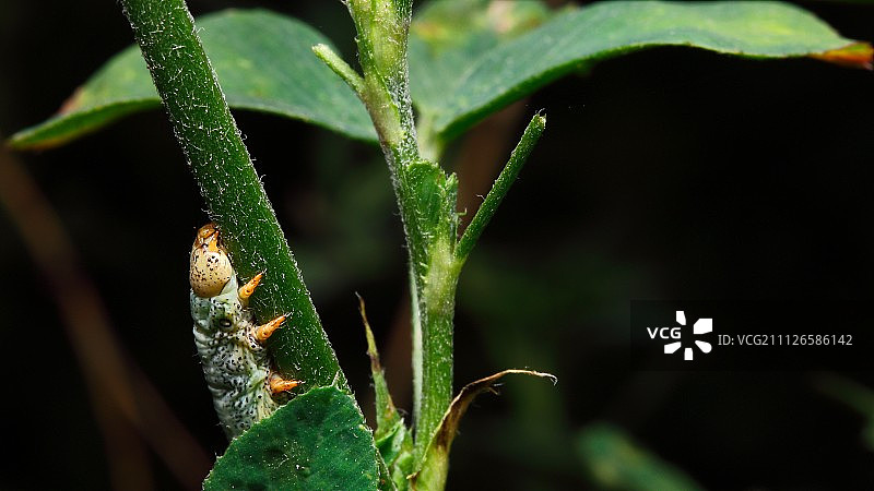 摄影：王伦国图片素材