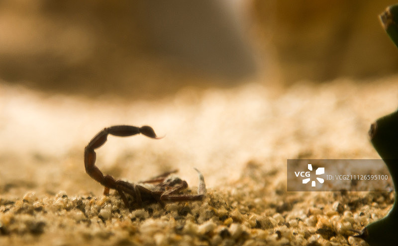 摄影师：Pedro Juan Palacio图片素材