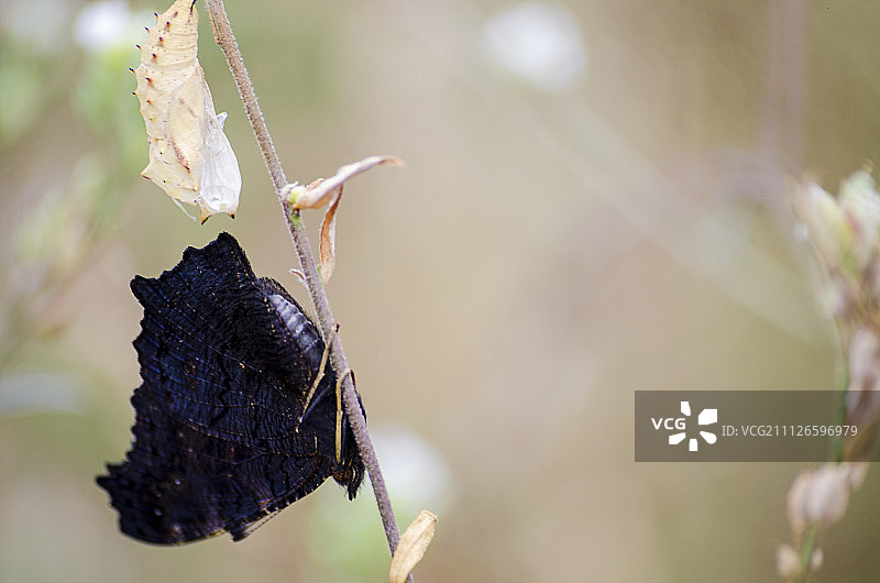 戈梅利，白俄罗斯图片素材