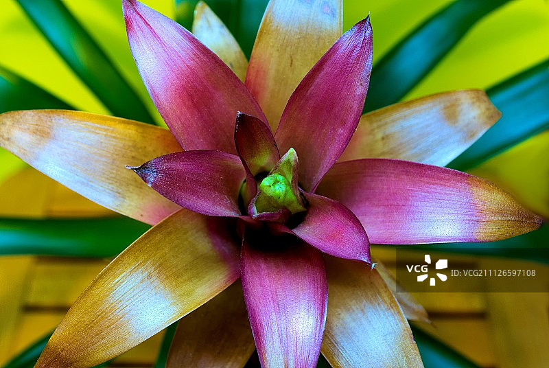 擎天凤梨图片素材