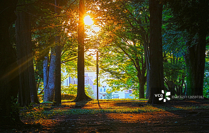 东京代代木公园的春季树叶图片素材