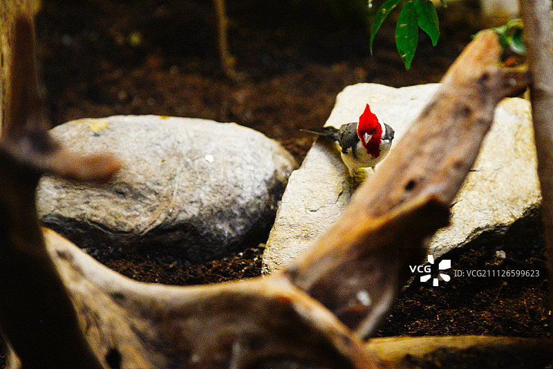 岩石上的瓢虫特写图片素材