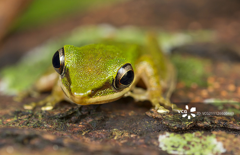 铜颊蛙图片素材
