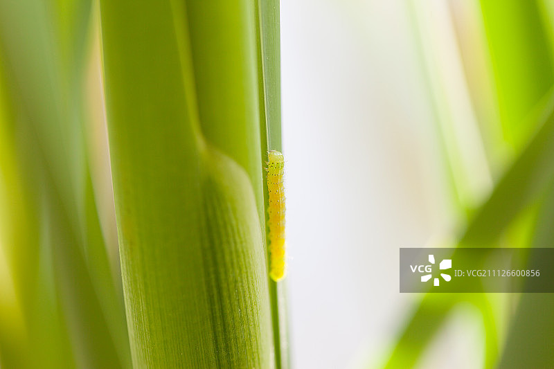 植物上的毛毛虫特写图片素材