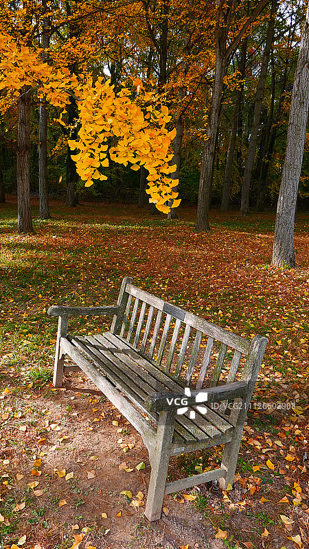 弗吉尼亚州的秋季银杏树3图片素材