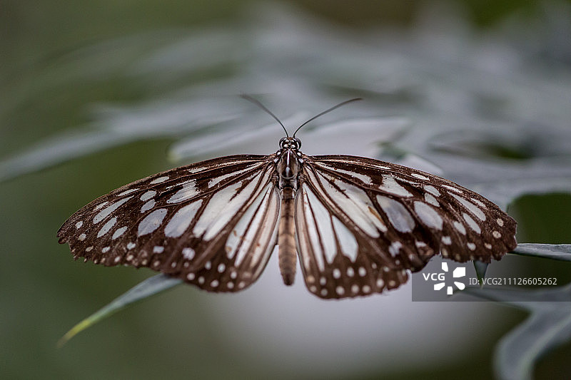 对称蝴蝶图片素材