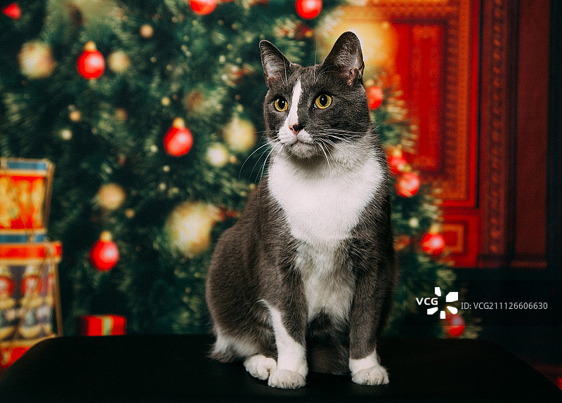 吱吱先生的圣诞节图片素材