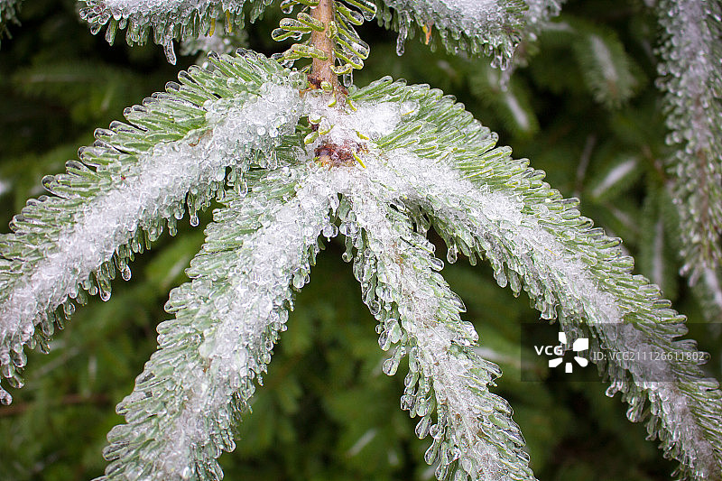 常绿树上的冻雨图片素材