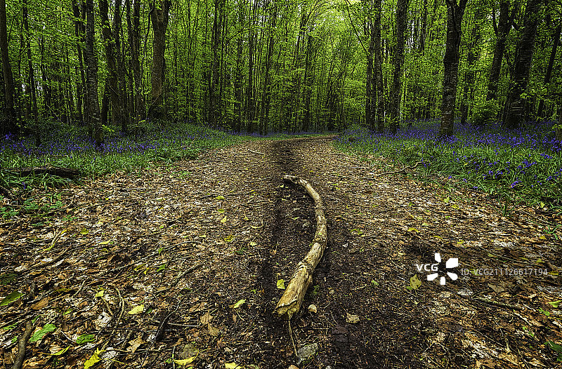 风信子之路II图片素材