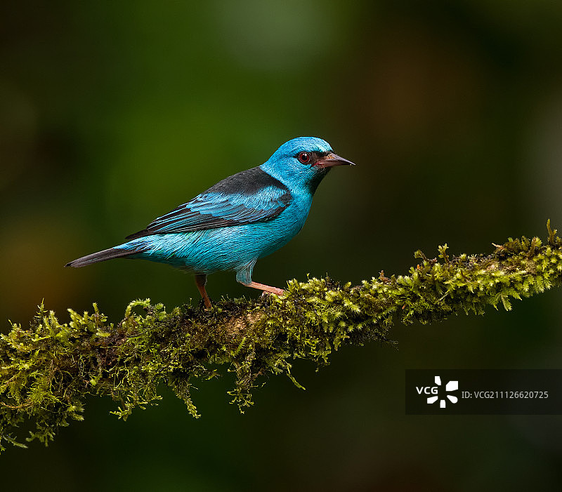 蓝色唐纳雀图片素材