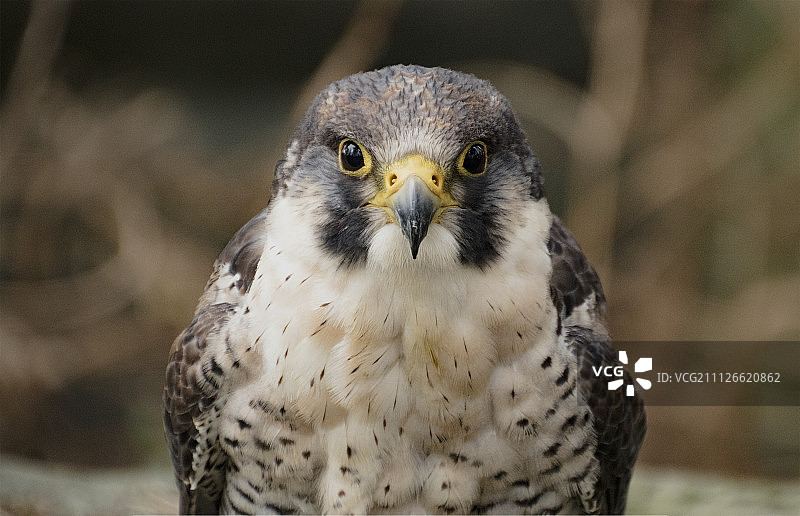 游隼头部图片素材