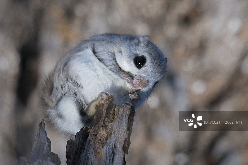 Kousuke Toyose摄影作品图片素材