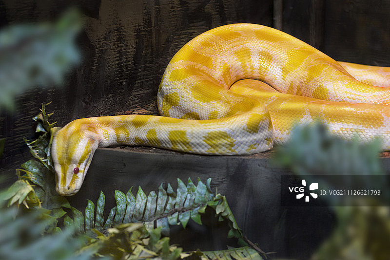 动物照片图片素材