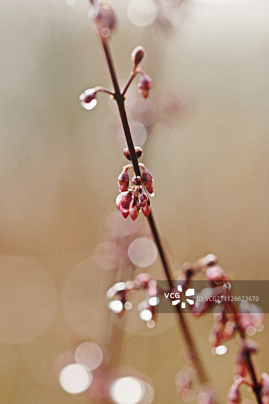 等待春天4图片素材