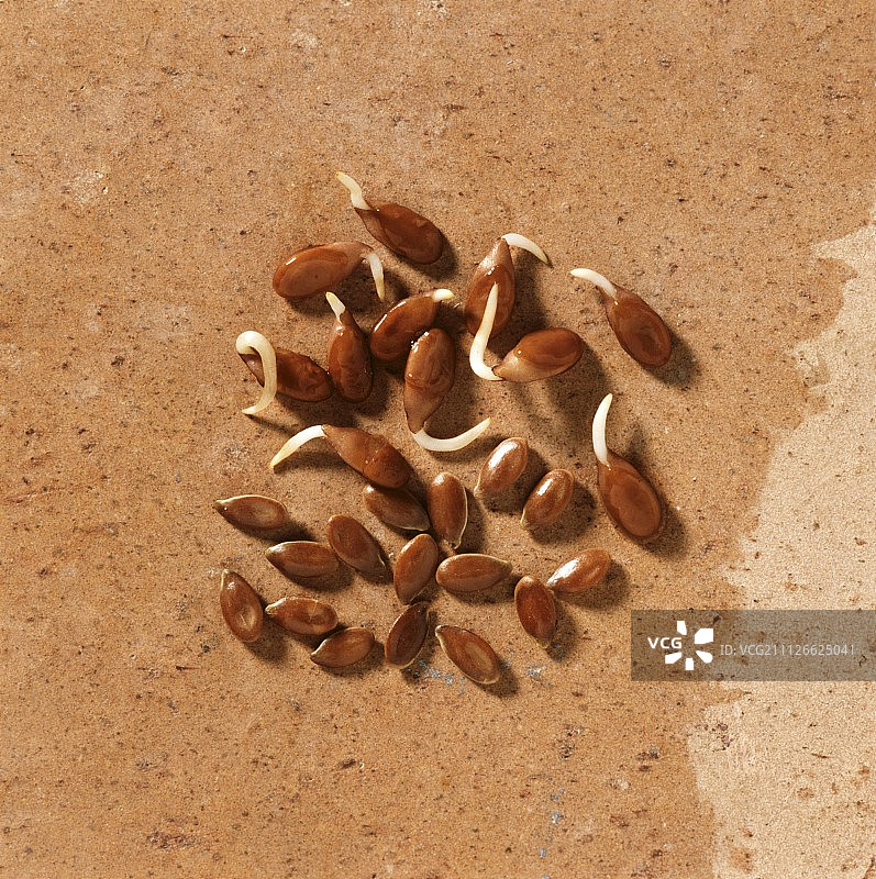 亚麻籽图片素材