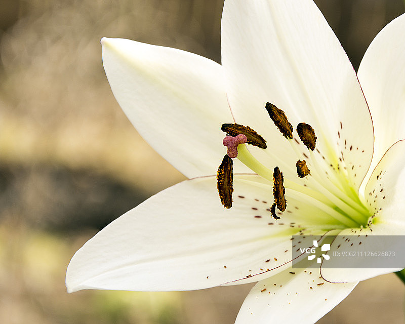 复活节百合花图片素材