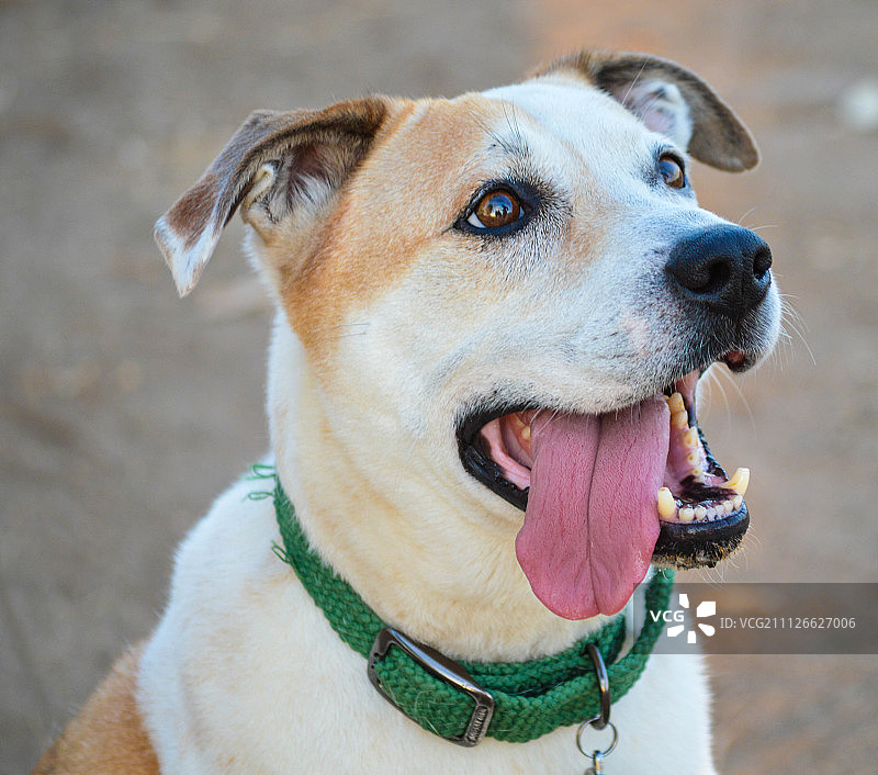 快乐的狗图片素材