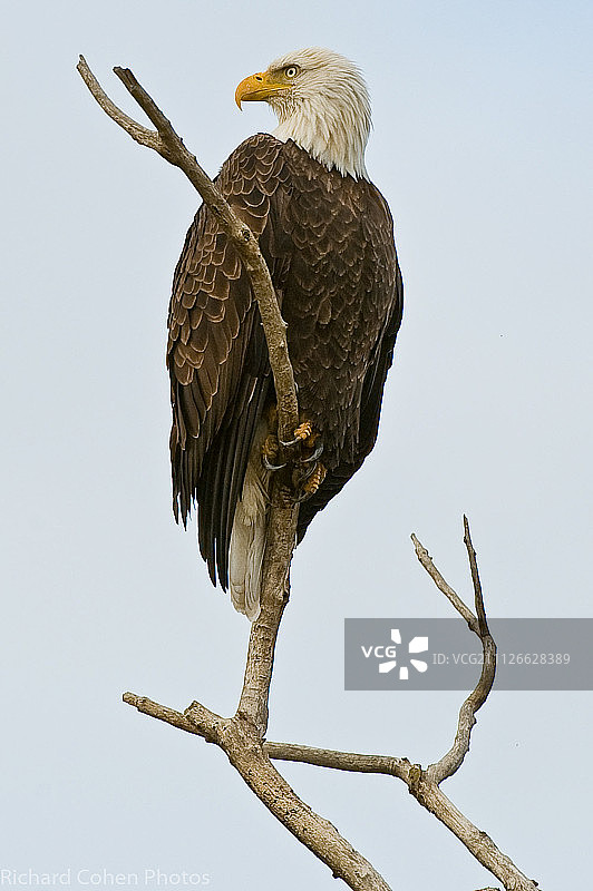 栖息在木棍上的秃鹰图片素材