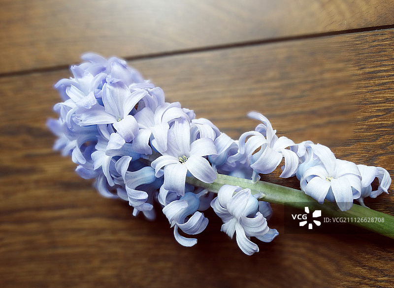 风信子图片素材