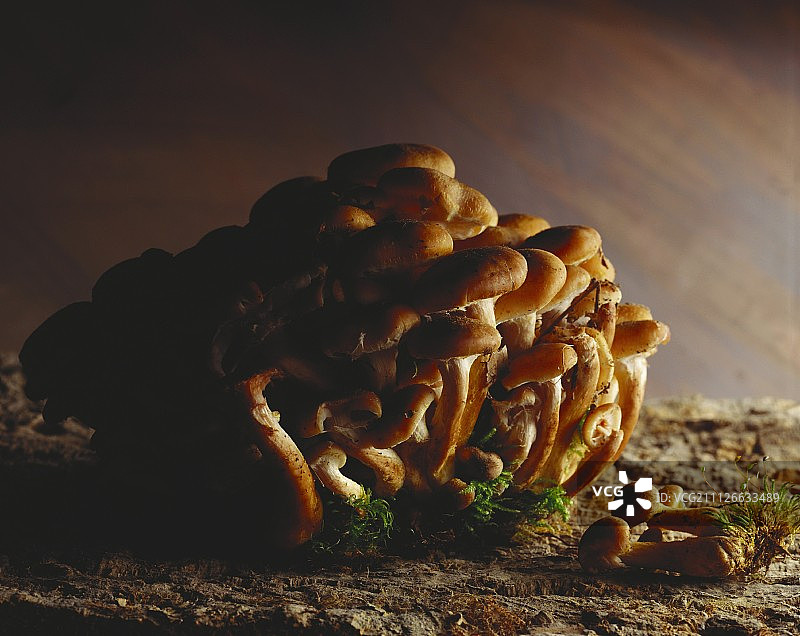 树干上的蜂蜜真菌图片素材