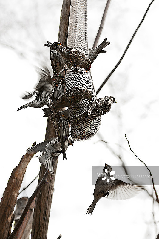 繁忙的鸟类喂食器 - 科林伍德图片素材
