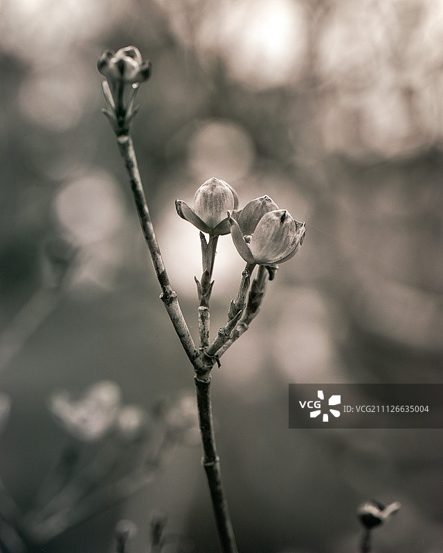 春意盎然图片素材