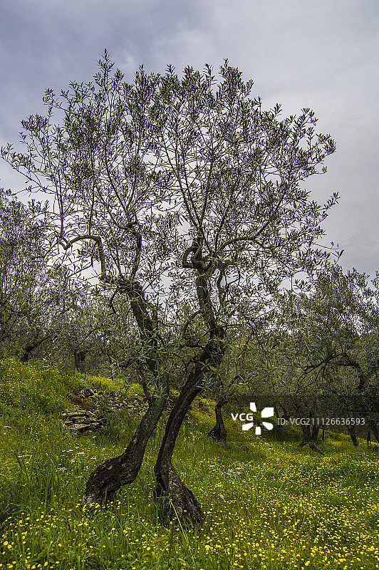 对称分割的橄榄图片素材